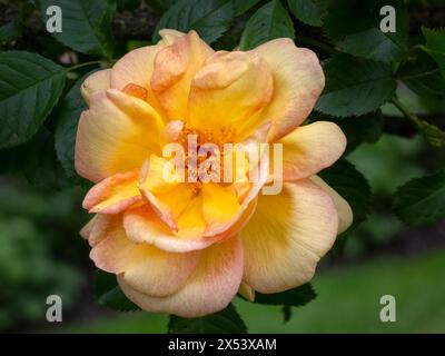 Nahaufnahme der Rosenblüte von Rosa 'Maigold' in einem Garten im Frühsommer Stockfoto