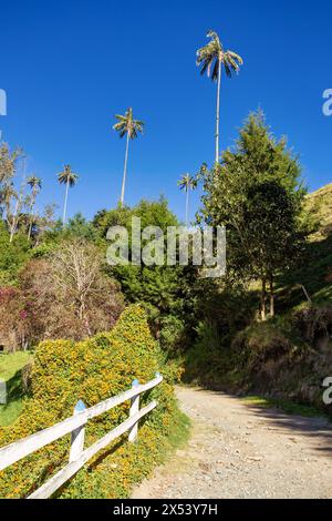 Andenwachspalmen, Ceroxylon, Pflanzengattung der Familie Arecaceae. Naturlandschaft mit hohen Wachspalmen im Valle del Cocora Valley. Salento, Quindio Stockfoto