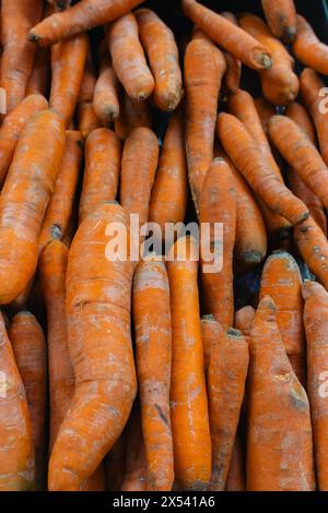 Karotten am Marktstand. Ungeschälte Karotten im Karton. Hintergrund mit orangefarbenen Karotten. Haufen Bio-Gemüse. Landwirtschaftliches Konzept. Stockfoto