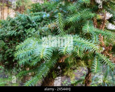 Zweig der Cunninghamia lanceolata, allgemein bekannt als Chinesische Tanne Nahaufnahme Stockfoto