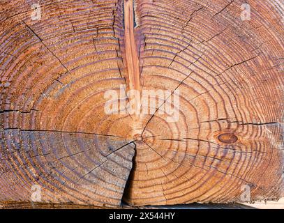 Nahaufnahme eines Schnitts eines Holzstamms mit Rissen. Die Struktur ist aus Holz. Hintergrund Stockfoto