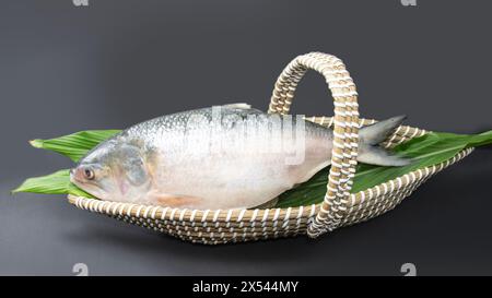 Ein ganzer Hilsha-Fisch in einem bootförmigen handgemachten Korb, der als Geschenkkorb bei festlichen Anlässen wie JAkamai Shashthi, Pohela boishakh usw. in Banglad verwendet wird Stockfoto