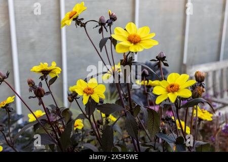 Dahlien-Anemonen-gelbe Blumen im Garten Stockfoto