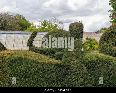 Eine Hecke in Form eines Elefanten, gemauerter Garten, Delapre Abbey, Northampton, Großbritannien Stockfoto