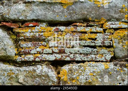 Alte Terrakottafliesen in einer Steinmauer in Herstmonceux, East Sussex, England, mit Flechten bedeckt. Stockfoto