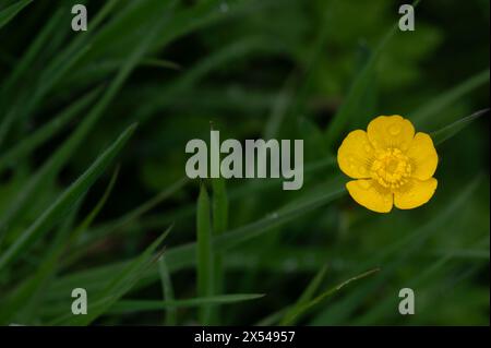 Nahaufnahme einer Butterblume auf dunkelgrünem Gras, England im Frühling, mit Wassertropfen auf den Blütenblättern. Ranunkulus acris Stockfoto