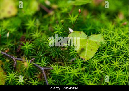 Efeublatt, das auf einem Bett aus Stachelmoos liegt, polytrichum, in einem feuchten englischen Wald. Stockfoto