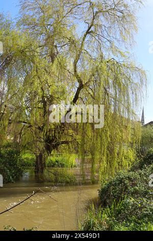 Wunderschöne Trauerweide (Salix Babylonica) neben dem Fluss Avon in Salisbury, England Stockfoto