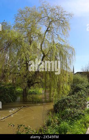 Wunderschöne Trauerweide (Salix Babylonica) neben dem Fluss Avon in Salisbury, England Stockfoto