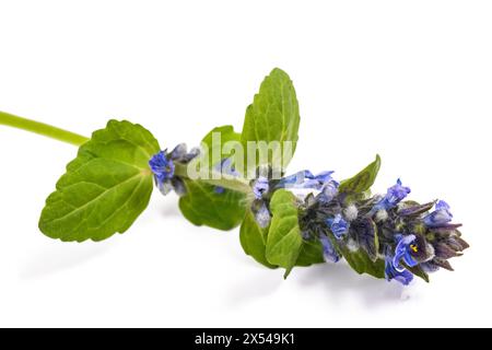 Gewöhnliche Bugelblume isoliert auf weiß Stockfoto