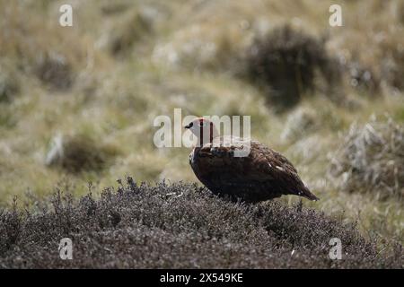 Rothühner (Lagopus scotica) Stockfoto