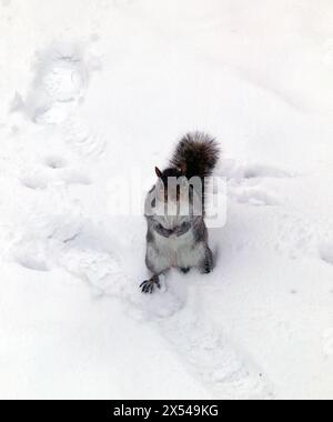 Ein Eichhörnchen, das um Essen bettelt, im Greenwich Park, während des Big Freeze of Winter 2010 Stockfoto