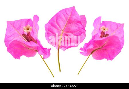 Bougainvillea-Blüten isoliert auf weißem Hintergrund Stockfoto