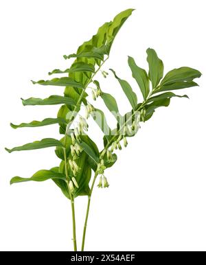 Solomons Siegel isoliert auf weiß Stockfoto