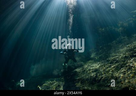 Ein Taucher schwimmt am Boden der Höhle, Cocodrilo Cavern, Kuba Stockfoto