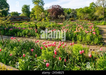 Tulpen blühen im Garten des Horniman Museum and Gardens, Forest Hill, London, England, Großbritannien Stockfoto