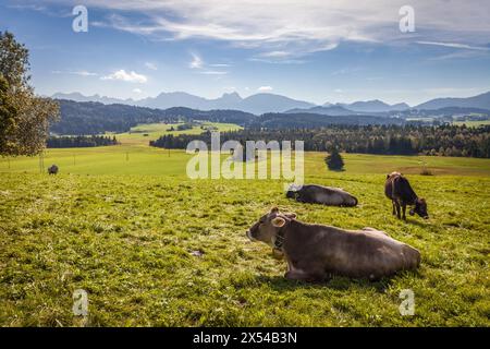 Geographie / Reise, Deutschland, Bayern, Wildsteig, Weide am Wildsteig an der Romantischen Straße, Bayern, ADDITIONAL-RIGHTS-CLEARANCE-INFO-NOT-AVAILABLE Stockfoto