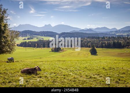 Geographie / Reise, Deutschland, Bayern, Wildsteig, Weide am Wildsteig an der Romantischen Straße, Bayern, ADDITIONAL-RIGHTS-CLEARANCE-INFO-NOT-AVAILABLE Stockfoto