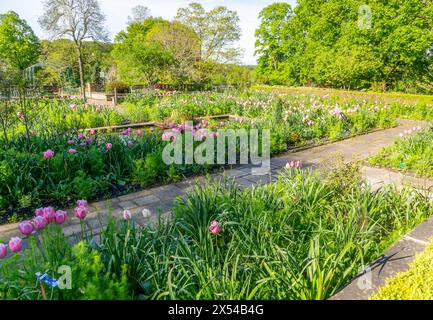 Tulpen blühen im Garten des Horniman Museum and Gardens, Forest Hill, London, England, Großbritannien Stockfoto