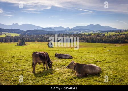 Geographie / Reise, Deutschland, Bayern, Wildsteig, Weide am Wildsteig an der Romantischen Straße, Bayern, ADDITIONAL-RIGHTS-CLEARANCE-INFO-NOT-AVAILABLE Stockfoto