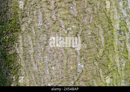 Nahaufnahme der Rinde Eines Fagus Sylvatica Baumes in Amsterdam, Niederlande 4-4-2024 Stockfoto
