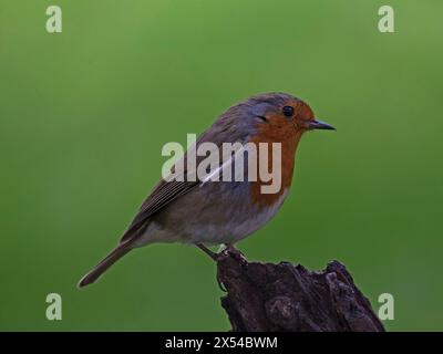 Rotkehlchen thront Stockfoto