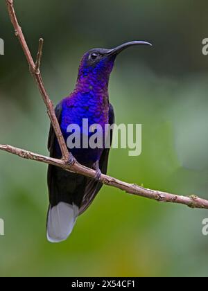 Männlicher Sabrewing Kolibris auf dem Hochsitz Stockfoto