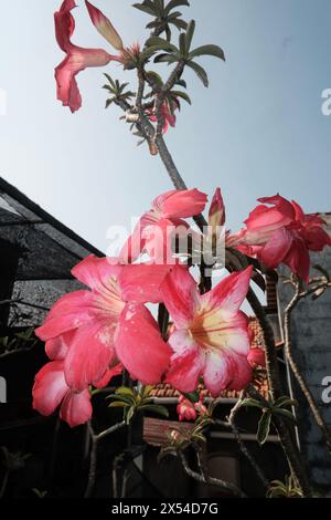 Wunderschöne Rosafarbene Adenium-Blume - Wüstenrose Bonsai Für Haus- Und Gartendekoration Stockfoto