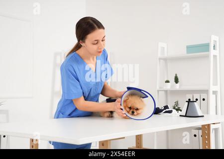 Tierärztin mit Pommerschen Hund mit Kegel und Genesungsanzug nach Sterilisation in der Klinik Stockfoto