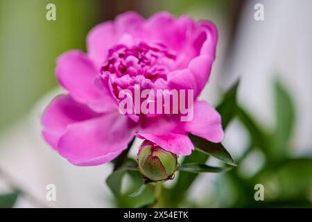 Nahaufnahme mit einem wunderschönen (Paeonia) im Garten. Stockfoto