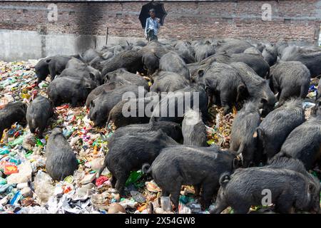 Narayanganj, Dhaka, Bangladesch. Mai 2024. Die Haltung von Schweinen in einer Müllhalde in Narayanganj, Bangladesch, wo sie hauptsächlich mit Schmutz aus Müllhalden verfüttert werden, ist eine besorgniserregende und unhygienische Methode der Schweinehaltung. Um den Futterverbrauch zu reduzieren, werden Schweine hauptsächlich in Müllhalden mit Schmutz gefüttert. Diese Schweine werden in der Regel gehalten, um die Nachfrage nach Fleisch zu decken. Die Fütterung von Schweinen mit solchen Stoffen kann verschiedene Risiken für die Tiere und die Verbraucher bergen. Schweine sind Allesfresser, und ihre Ernährung beeinflusst die Qualität des erzeugten Fleisches erheblich. Quelle: ZUMA Press, Inc./Alamy Live News Stockfoto