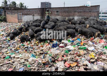 Narayanganj, Dhaka, Bangladesch. Mai 2024. Die Haltung von Schweinen in einer Müllhalde in Narayanganj, Bangladesch, wo sie hauptsächlich mit Schmutz aus Müllhalden verfüttert werden, ist eine besorgniserregende und unhygienische Methode der Schweinehaltung. Um den Futterverbrauch zu reduzieren, werden Schweine hauptsächlich in Müllhalden mit Schmutz gefüttert. Diese Schweine werden in der Regel gehalten, um die Nachfrage nach Fleisch zu decken. Die Fütterung von Schweinen mit solchen Stoffen kann verschiedene Risiken für die Tiere und die Verbraucher bergen. Schweine sind Allesfresser, und ihre Ernährung beeinflusst die Qualität des erzeugten Fleisches erheblich. Quelle: ZUMA Press, Inc./Alamy Live News Stockfoto