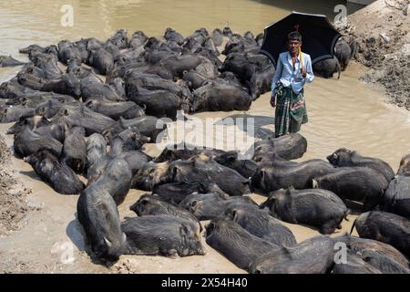 Narayanganj, Dhaka, Bangladesch. Mai 2024. Die Haltung von Schweinen in einer Müllhalde in Narayanganj, Bangladesch, wo sie hauptsächlich mit Schmutz aus Müllhalden verfüttert werden, ist eine besorgniserregende und unhygienische Methode der Schweinehaltung. Um den Futterverbrauch zu reduzieren, werden Schweine hauptsächlich in Müllhalden mit Schmutz gefüttert. Diese Schweine werden in der Regel gehalten, um die Nachfrage nach Fleisch zu decken. Die Fütterung von Schweinen mit solchen Stoffen kann verschiedene Risiken für die Tiere und die Verbraucher bergen. Schweine sind Allesfresser, und ihre Ernährung beeinflusst die Qualität des erzeugten Fleisches erheblich. Quelle: ZUMA Press, Inc./Alamy Live News Stockfoto