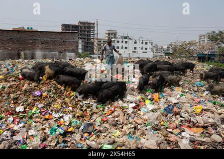 Narayanganj, Dhaka, Bangladesch. Mai 2024. Die Haltung von Schweinen in einer Müllhalde in Narayanganj, Bangladesch, wo sie hauptsächlich mit Schmutz aus Müllhalden verfüttert werden, ist eine besorgniserregende und unhygienische Methode der Schweinehaltung. Um den Futterverbrauch zu reduzieren, werden Schweine hauptsächlich in Müllhalden mit Schmutz gefüttert. Diese Schweine werden in der Regel gehalten, um die Nachfrage nach Fleisch zu decken. Die Fütterung von Schweinen mit solchen Stoffen kann verschiedene Risiken für die Tiere und die Verbraucher bergen. Schweine sind Allesfresser, und ihre Ernährung beeinflusst die Qualität des erzeugten Fleisches erheblich. Quelle: ZUMA Press, Inc./Alamy Live News Stockfoto