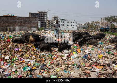 Narayanganj, Dhaka, Bangladesch. Mai 2024. Die Haltung von Schweinen in einer Müllhalde in Narayanganj, Bangladesch, wo sie hauptsächlich mit Schmutz aus Müllhalden verfüttert werden, ist eine besorgniserregende und unhygienische Methode der Schweinehaltung. Um den Futterverbrauch zu reduzieren, werden Schweine hauptsächlich in Müllhalden mit Schmutz gefüttert. Diese Schweine werden in der Regel gehalten, um die Nachfrage nach Fleisch zu decken. Die Fütterung von Schweinen mit solchen Stoffen kann verschiedene Risiken für die Tiere und die Verbraucher bergen. Schweine sind Allesfresser, und ihre Ernährung beeinflusst die Qualität des erzeugten Fleisches erheblich. Quelle: ZUMA Press, Inc./Alamy Live News Stockfoto