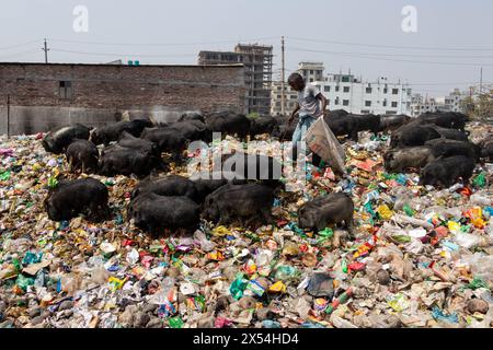 Narayanganj, Dhaka, Bangladesch. Mai 2024. Die Haltung von Schweinen in einer Müllhalde in Narayanganj, Bangladesch, wo sie hauptsächlich mit Schmutz aus Müllhalden verfüttert werden, ist eine besorgniserregende und unhygienische Methode der Schweinehaltung. Um den Futterverbrauch zu reduzieren, werden Schweine hauptsächlich in Müllhalden mit Schmutz gefüttert. Diese Schweine werden in der Regel gehalten, um die Nachfrage nach Fleisch zu decken. Die Fütterung von Schweinen mit solchen Stoffen kann verschiedene Risiken für die Tiere und die Verbraucher bergen. Schweine sind Allesfresser, und ihre Ernährung beeinflusst die Qualität des erzeugten Fleisches erheblich. Quelle: ZUMA Press, Inc./Alamy Live News Stockfoto