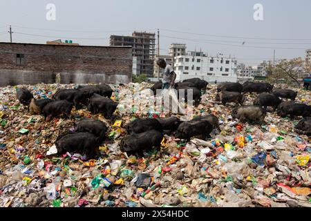 Narayanganj, Dhaka, Bangladesch. Mai 2024. Die Haltung von Schweinen in einer Müllhalde in Narayanganj, Bangladesch, wo sie hauptsächlich mit Schmutz aus Müllhalden verfüttert werden, ist eine besorgniserregende und unhygienische Methode der Schweinehaltung. Um den Futterverbrauch zu reduzieren, werden Schweine hauptsächlich in Müllhalden mit Schmutz gefüttert. Diese Schweine werden in der Regel gehalten, um die Nachfrage nach Fleisch zu decken. Die Fütterung von Schweinen mit solchen Stoffen kann verschiedene Risiken für die Tiere und die Verbraucher bergen. Schweine sind Allesfresser, und ihre Ernährung beeinflusst die Qualität des erzeugten Fleisches erheblich. Quelle: ZUMA Press, Inc./Alamy Live News Stockfoto