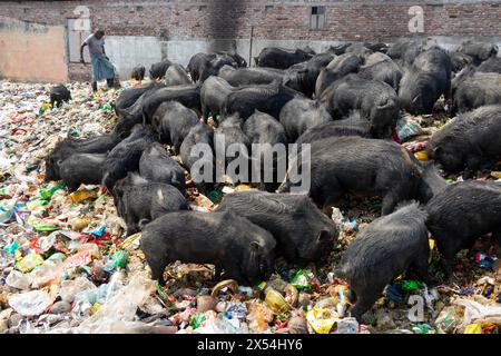 Narayanganj, Dhaka, Bangladesch. Mai 2024. Die Haltung von Schweinen in einer Müllhalde in Narayanganj, Bangladesch, wo sie hauptsächlich mit Schmutz aus Müllhalden verfüttert werden, ist eine besorgniserregende und unhygienische Methode der Schweinehaltung. Um den Futterverbrauch zu reduzieren, werden Schweine hauptsächlich in Müllhalden mit Schmutz gefüttert. Diese Schweine werden in der Regel gehalten, um die Nachfrage nach Fleisch zu decken. Die Fütterung von Schweinen mit solchen Stoffen kann verschiedene Risiken für die Tiere und die Verbraucher bergen. Schweine sind Allesfresser, und ihre Ernährung beeinflusst die Qualität des erzeugten Fleisches erheblich. Quelle: ZUMA Press, Inc./Alamy Live News Stockfoto