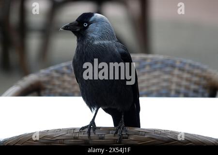 Westliche Jackdaw sitzt auf dem Stuhl eines Restauranttisches Stockfoto