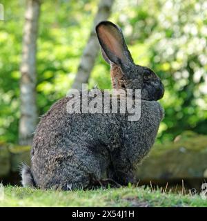 Deutsches Riesenhase, das auf dem Gras sitzt. Sie sind verwandt mit dem flämischen Riesenhasen. Stockfoto