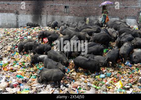 Narayanganj, Dhaka, Bangladesch. Mai 2024. Die Haltung von Schweinen in einer Müllhalde in Narayanganj, Bangladesch, wo sie hauptsächlich mit Schmutz aus Müllhalden verfüttert werden, ist eine besorgniserregende und unhygienische Methode der Schweinehaltung. Um den Futterverbrauch zu reduzieren, werden Schweine hauptsächlich in Müllhalden mit Schmutz gefüttert. Diese Schweine werden in der Regel gehalten, um die Nachfrage nach Fleisch zu decken. Die Fütterung von Schweinen mit solchen Stoffen kann verschiedene Risiken für die Tiere und die Verbraucher bergen. Schweine sind Allesfresser, und ihre Ernährung beeinflusst die Qualität des erzeugten Fleisches erheblich. Quelle: ZUMA Press, Inc./Alamy Live News Stockfoto