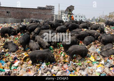 Narayanganj, Dhaka, Bangladesch. Mai 2024. Die Haltung von Schweinen in einer Müllhalde in Narayanganj, Bangladesch, wo sie hauptsächlich mit Schmutz aus Müllhalden verfüttert werden, ist eine besorgniserregende und unhygienische Methode der Schweinehaltung. Um den Futterverbrauch zu reduzieren, werden Schweine hauptsächlich in Müllhalden mit Schmutz gefüttert. Diese Schweine werden in der Regel gehalten, um die Nachfrage nach Fleisch zu decken. Die Fütterung von Schweinen mit solchen Stoffen kann verschiedene Risiken für die Tiere und die Verbraucher bergen. Schweine sind Allesfresser, und ihre Ernährung beeinflusst die Qualität des erzeugten Fleisches erheblich. Quelle: ZUMA Press, Inc./Alamy Live News Stockfoto