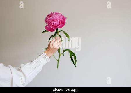 Weibliche Hand, die rosa Pfingstrosenblüte auf weißem Hintergrund hält Stockfoto