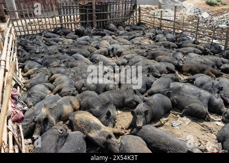 Narayanganj, Dhaka, Bangladesch. Mai 2024. Die Haltung von Schweinen in einer Müllhalde in Narayanganj, Bangladesch, wo sie hauptsächlich mit Schmutz aus Müllhalden verfüttert werden, ist eine besorgniserregende und unhygienische Methode der Schweinehaltung. Um den Futterverbrauch zu reduzieren, werden Schweine hauptsächlich in Müllhalden mit Schmutz gefüttert. Diese Schweine werden in der Regel gehalten, um die Nachfrage nach Fleisch zu decken. Die Fütterung von Schweinen mit solchen Stoffen kann verschiedene Risiken für die Tiere und die Verbraucher bergen. Schweine sind Allesfresser, und ihre Ernährung beeinflusst die Qualität des erzeugten Fleisches erheblich. Quelle: ZUMA Press, Inc./Alamy Live News Stockfoto