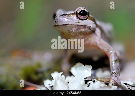 Sardischer Baumbestand (Hyla sarda) in den Bergen von Sette Fratelli, Sardinien, Italien Stockfoto