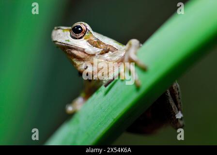 Sardischer Baumbestand (Hyla sarda) in den Bergen von Sette Fratelli, Sardinien, Italien Stockfoto