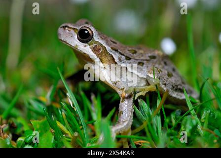 Treefrog (Hyla sarda) in Giara di Gesturi, Sardinien, Italien Stockfoto