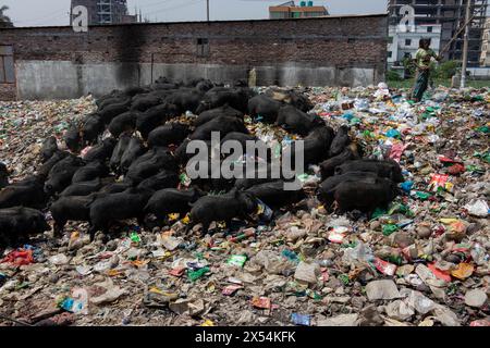 Narayanganj, Dhaka, Bangladesch. Mai 2024. Die Haltung von Schweinen in einer Müllhalde in Narayanganj, Bangladesch, wo sie hauptsächlich mit Schmutz aus Müllhalden verfüttert werden, ist eine besorgniserregende und unhygienische Methode der Schweinehaltung. Um den Futterverbrauch zu reduzieren, werden Schweine hauptsächlich in Müllhalden mit Schmutz gefüttert. Diese Schweine werden in der Regel gehalten, um die Nachfrage nach Fleisch zu decken. Die Fütterung von Schweinen mit solchen Stoffen kann verschiedene Risiken für die Tiere und die Verbraucher bergen. Schweine sind Allesfresser, und ihre Ernährung beeinflusst die Qualität des erzeugten Fleisches erheblich. Quelle: ZUMA Press, Inc./Alamy Live News Stockfoto