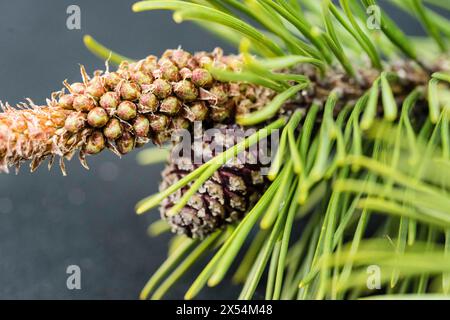 Bergkiefer, Mugopiefer (Pinus mugo), Kiefernzweig mit Kegel und männlichen Blütenknospen Stockfoto