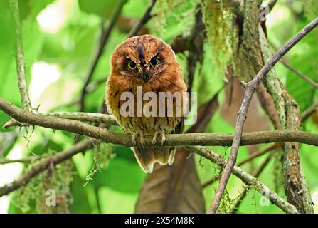 Sao Thome (Otus hartlaubi) auf einem Baum, Sao Tome und Principe, Sao Tome Stockfoto